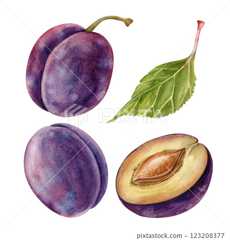 Plum watercolor set. Whole plums, half a plum with a stone and a green leaf of a plum tree. The watercolor is isolated on a white background. Botanical illustration. 123208377