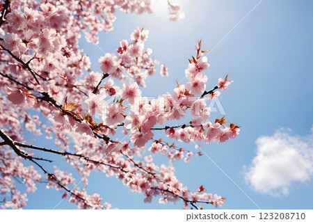 Beautiful cherry blossoms shining in the blue sky 123208710