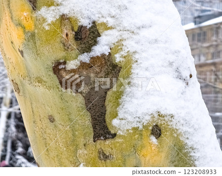 Close-up of the bark of a common sycamore tree in the snow in winter. 123208933