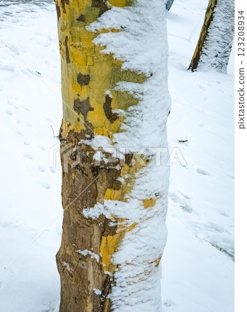 The bark of a common plane tree or Platanus hispanica in the snow in winter. The bark of a common plane tree or Platanus hispanica in the snow in winter. 123208934