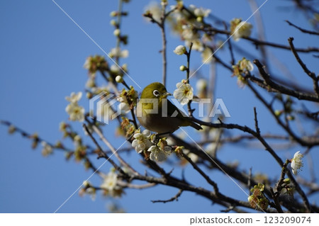 White-eye that sucks the nectar of plum blossoms 123209074