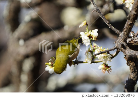 Mejiro吮吸梅花的蜂蜜 Mejiro吮吸梅花的蜂蜜 123209076