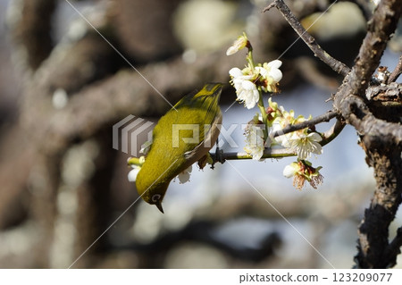White-eye that sucks the nectar of plum blossoms White-eye that sucks the nectar of plum blossoms 123209077