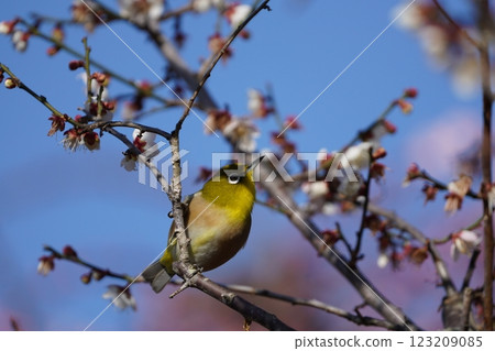 Mejiro吮吸梅花的蜂蜜 Mejiro吮吸梅花的蜂蜜 123209085