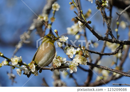 Mejiro吮吸梅花的蜂蜜 123209086