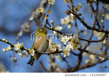 Mejiro吮吸梅花的蜂蜜 Mejiro吮吸梅花的蜂蜜 123209087