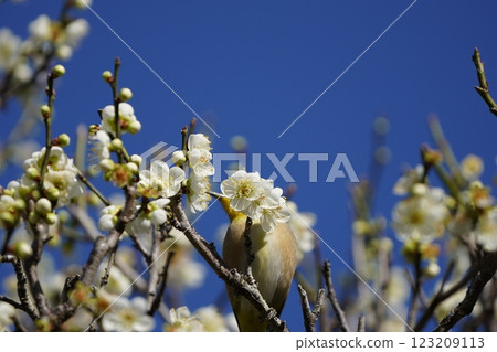 Mejiro吮吸梅花的蜂蜜 123209113