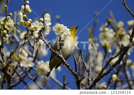 White-eye that sucks the nectar of plum blossoms White-eye that sucks the nectar of plum blossoms 123209114