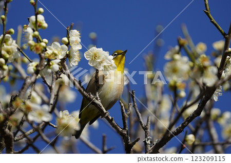 White-eye that sucks the nectar of plum blossoms White-eye that sucks the nectar of plum blossoms 123209115