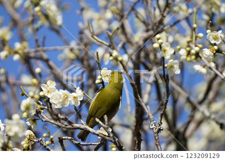 White-eye that sucks the nectar of plum blossoms 123209129