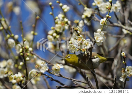 White-eye that sucks the nectar of plum blossoms 123209141