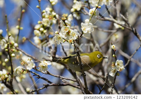 White-eye that sucks the nectar of plum blossoms 123209142