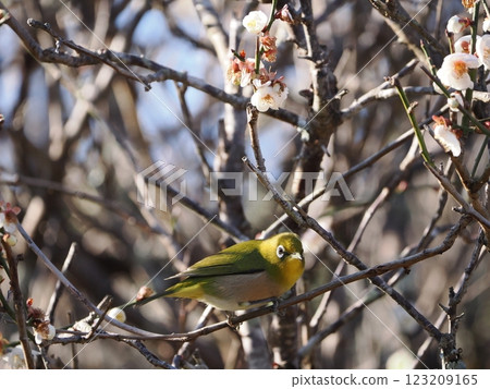 White-eye that sucks the nectar of plum blossoms White-eye that sucks the nectar of plum blossoms 123209165