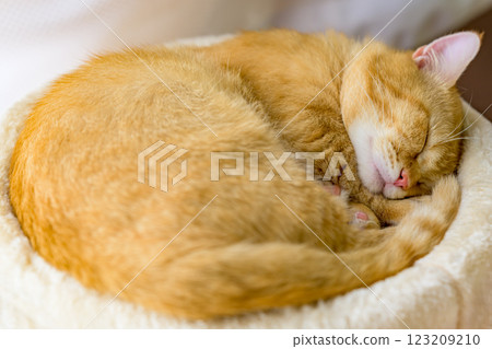 一隻毛茸茸的貓咪在睡覺的可愛照片——Munchkin 123209210