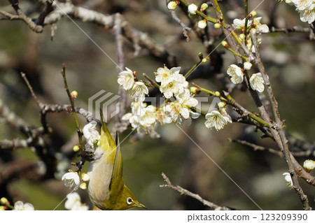 White-eye that sucks the nectar of plum blossoms 123209390