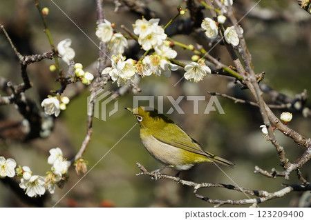 Mejiro吮吸梅花的蜂蜜 123209400