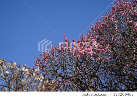 White-eye that sucks the nectar of plum blossoms 123209402