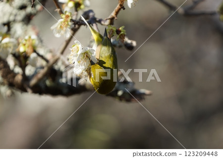 White-eye that sucks the nectar of plum blossoms 123209448