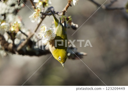 White-eye that sucks the nectar of plum blossoms White-eye that sucks the nectar of plum blossoms 123209449