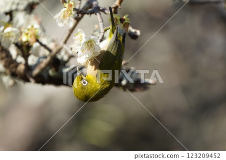 Mejiro吮吸梅花的蜂蜜 123209452