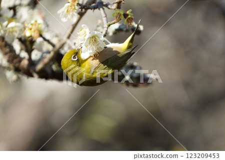 Mejiro吮吸梅花的蜂蜜 123209453