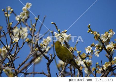 White-eye that sucks the nectar of plum blossoms White-eye that sucks the nectar of plum blossoms 123209475
