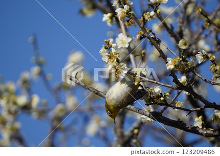 White-eye that sucks the nectar of plum blossoms White-eye that sucks the nectar of plum blossoms 123209486