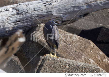 Black-crowned night heron on a tetrapod Black-crowned night heron on a tetrapod 123209732