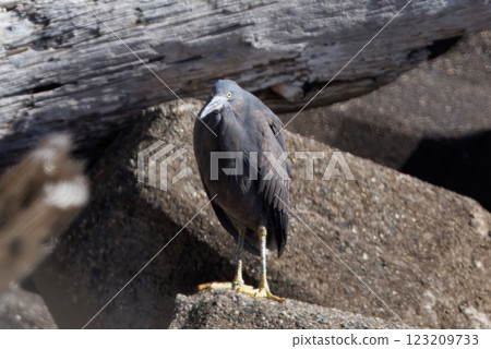 Black-crowned night heron on a tetrapod Black-crowned night heron on a tetrapod 123209733