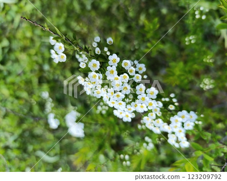 Blooming white spirea: Gentle beauty in the embrace of nature 123209792