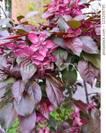 Vibrant Purple Blossoms Amidst Deep Green Foliage 123209795