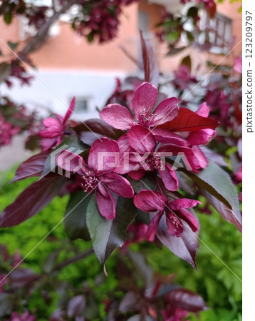 Elegant Purple Blossoms of Apple Tree Amidst Vibrant Green Leaves 123209797