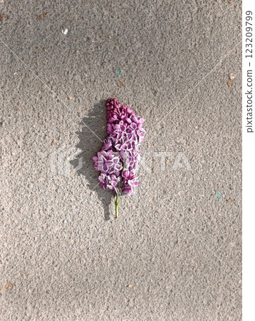 Purple Lilac Flower Fallen on Concrete Pavement 123209799