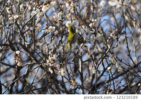 White-eye sucking plum nectar White-eye sucking plum nectar 123210189