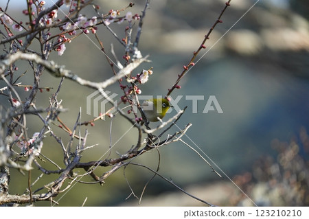 White-eye sucking plum nectar 123210210