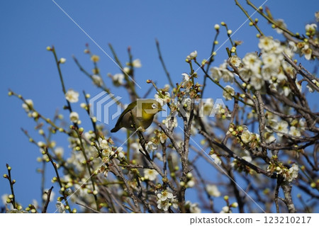 白眼吸梅花蜜 白眼吸梅花蜜 123210217