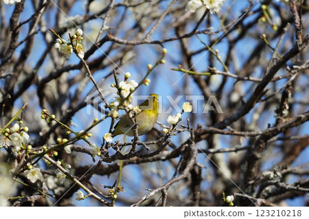白眼吸梅花蜜 白眼吸梅花蜜 123210218
