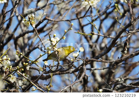 White-eye sucking plum nectar White-eye sucking plum nectar 123210219