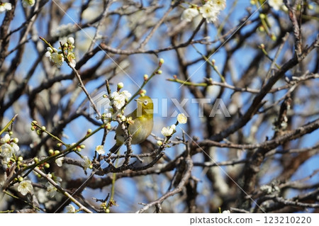 White-eye sucking plum nectar White-eye sucking plum nectar 123210220