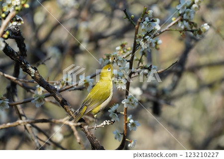 白眼吸梅花蜜 123210227
