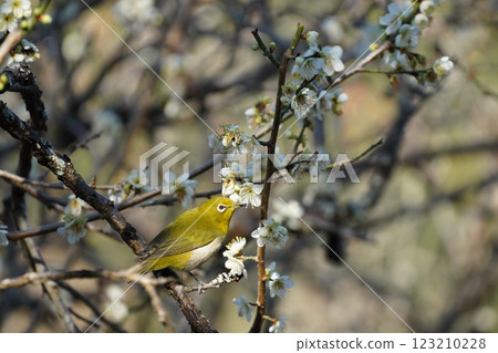 白眼吸梅花蜜 123210228