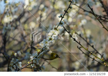 白眼吸梅花蜜 123210239