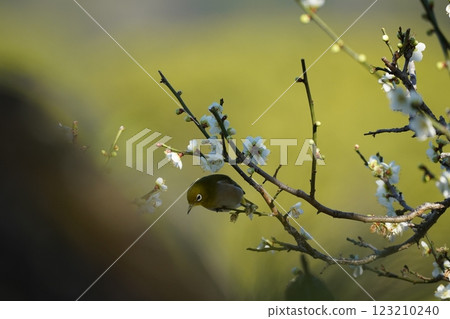 白眼吸梅花蜜 123210240