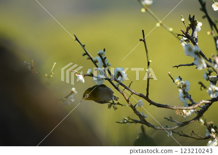 White-eye sucking plum nectar White-eye sucking plum nectar 123210243