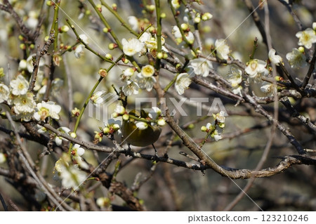 White-eye sucking plum nectar 123210246