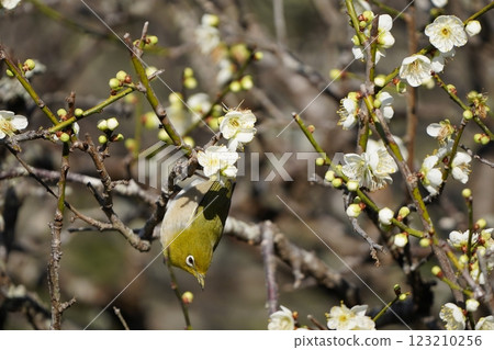 白眼吸梅花蜜 白眼吸梅花蜜 123210256