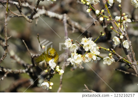 白眼吸梅花蜜 白眼吸梅花蜜 123210257