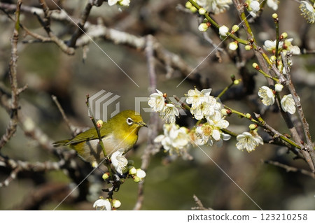 白眼吸梅花蜜 123210258