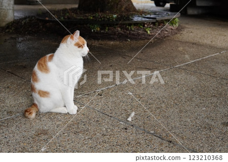 A cat staring at something 123210368