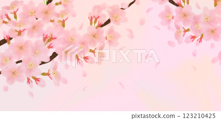 盛開的櫻花背景素材 123210425